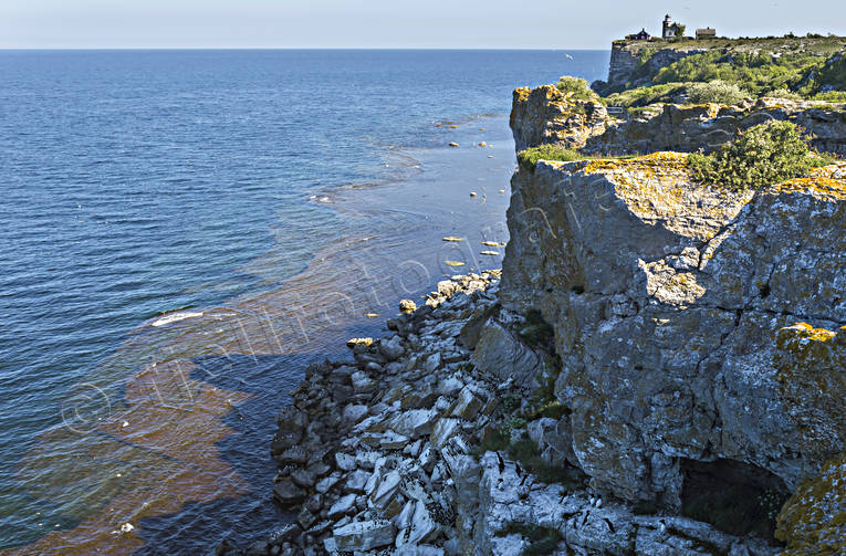 Alca torda, alka, alker, alkor, byggnader, byggnationer, djur, fyr, fyrhus, fyrplats, fgel, fglar, Gotland, hav, havet, havsstrand, klippa, klippor, kultur, sillgrissla, sillgrisslor, sjfgel, sjfglar, sommar, Stora Karls, Tordmule, Uria aalge