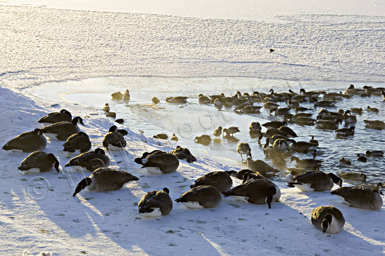 Badhusparken, djur, frost, fglar, gss, kallt, kyla, midvinter, stmning, stmningsbild, stmningsbilder, vinter, vinterstmning, nder, stersund, vervintra, vervintrar, vervintring