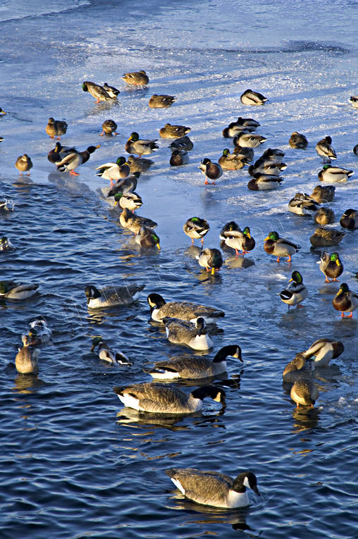 Badhusparken, djur, fglar, gss, kallt, kyla, midvinter, stmning, stmningsbild, stmningsbilder, vinter, vinterstmning, nder, stersund, vervintra, vervintrar, vervintring