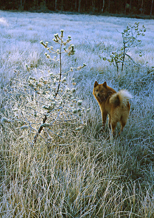 Finnspets på myr djur, däggdjur, finnspets, finsk spets, fågeljakt, hund, hundar, jakt, jakthund, rödsupp, tjäderjakt, trädskällare, trädskällarjakt, öga*