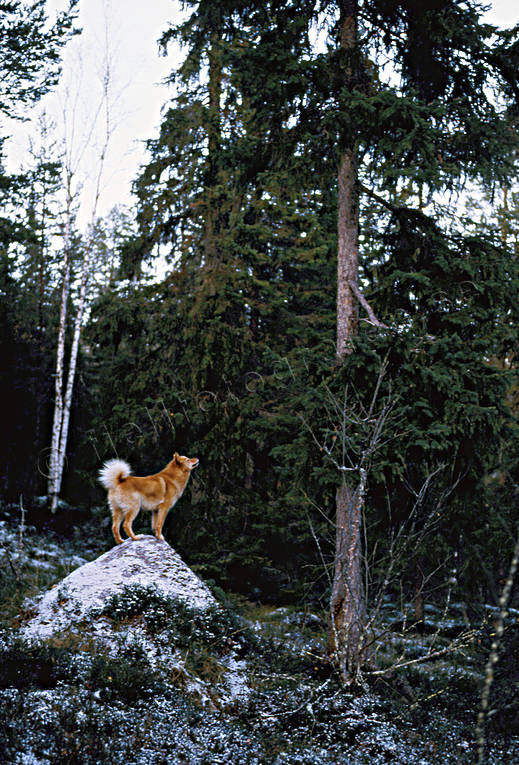 Finnspets på myrstack finnspets, jakt, jakthund, skällande fågelhund, spets, trädskällare, trädskällarjakt, öga*