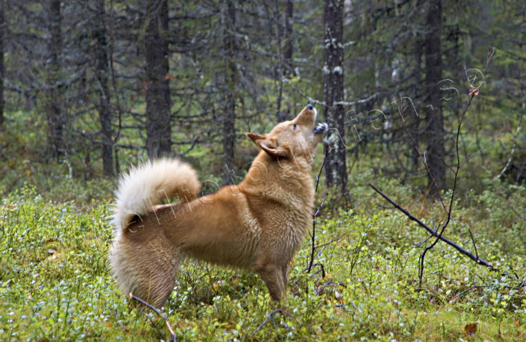 Finnspets skäller ståndskall finnspets, fågelhund, fågeljakt, hund, hundskall, jakt, skall, skällande, skällande fågelhund, ståndskall, tjäderjakt, trädskällare, trädskällarjakt, öga*