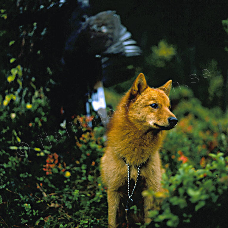 Finnspets vid tjädertupp djur, däggdjur, finnspets, finsk spets, fågeljakt, hund, hundar, jakt, rödsupp, tjäder, tjäderjakt, tjädertupp, trädskällare, trädskällarjakt