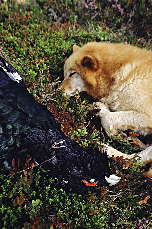 Finnspets vilar vid tjädertupp finnspets, jakt, Raija, skällande fågelhund, tjäder, tjädertupp, trädskällare, trädskällarjakt, vila, öga*