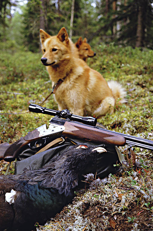 Finnspetsar vid skjuten tjädertupp finnspets, jakt, skällande fågelhund, tjäder, tjäderjakt, tjädertupp, trädskällare, trädskällarjakt, öga*