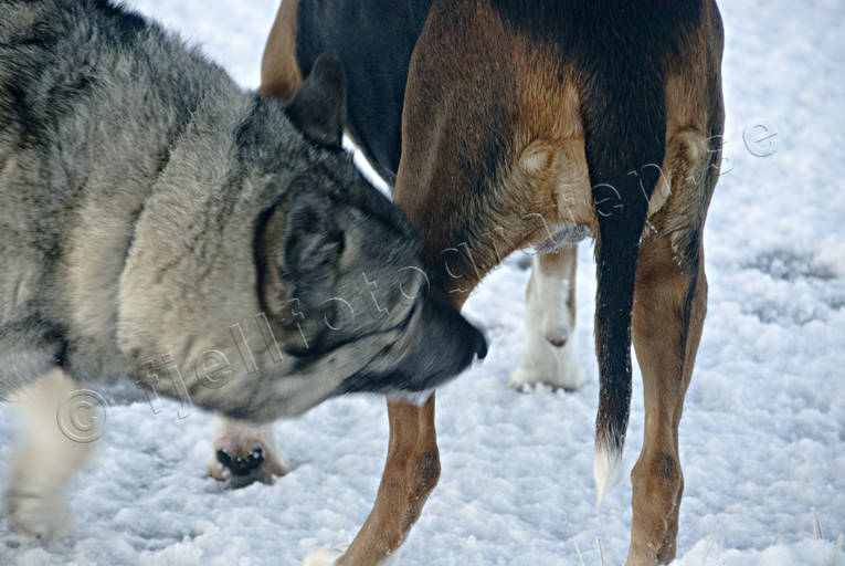 djur, dggdjur, grhund, hund, hundar, para, parning, uppvakta, uppvaktning
