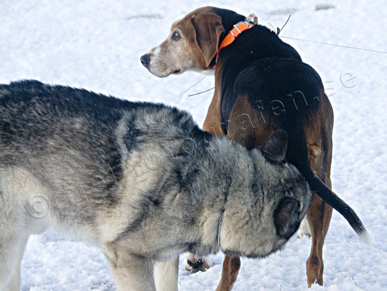 djur, dggdjur, finnstvare, grhund, harhund, hund, hundar, para, parning, stvare, uppvakta, uppvaktning