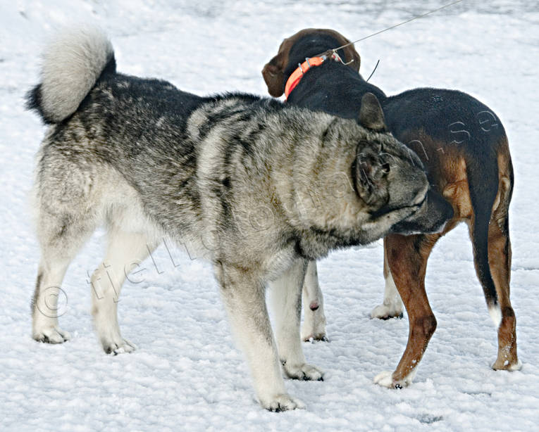 djur, dggdjur, finnstvare, grhund, harhund, hund, hundar, para, parning, stvare, uppvakta, uppvaktning