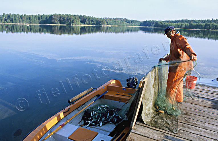 arbete, bt, fiska, fiske, fiskent, nt, rensa, skt, strmming, yrkesfiske