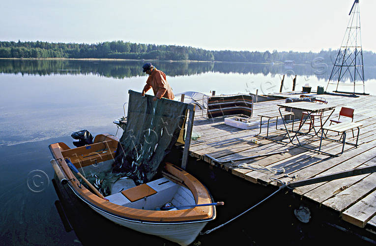 arbete, bt, fiska, fiske, fiskent, nt, rensa, skt, strmming, yrkesfiske