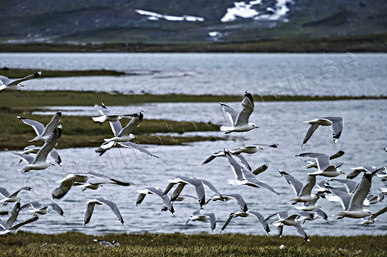 djur, fiskms, fiskmsar, fgel, fglar, lappland, Lappland norr, ms, msfgel, msfglar, Padjelanta, Padjelanta Nationalpark
