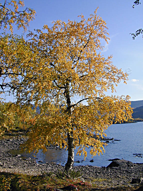 bjrk, bjrkar, fjllbjrk, fjllen, gult, hst, hstfrger, stmning, stmningsbild, stmningsbilder, rstid, rstider