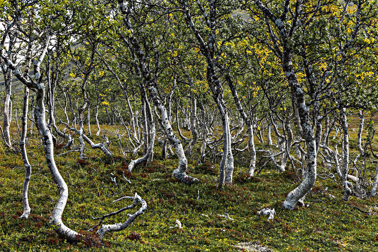 fjll, fjllandskap, fjllbjrk, fjllbjrkar, fjllbjrkskog, hst, Jmtland, Landskap, natur