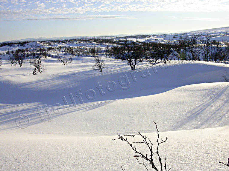 fjll, fjllbjrk, fjllbjrkar, fjllbjrkskog, fjllen, Jmtland, Landskap, skog, vinter