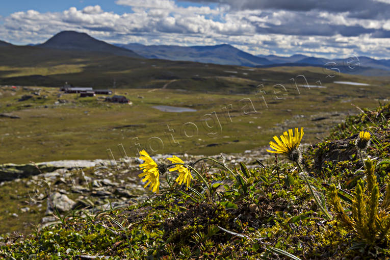 Blhammaren, Blhammarens fjllstation, fjll, fjllandskap, fjllen, fjllfibbla, fjllvandring, friluftsliv, hgfjll, hgfjllen, Jmtland, Landskap, natur, sommar, sommarfjll, STF, rstider