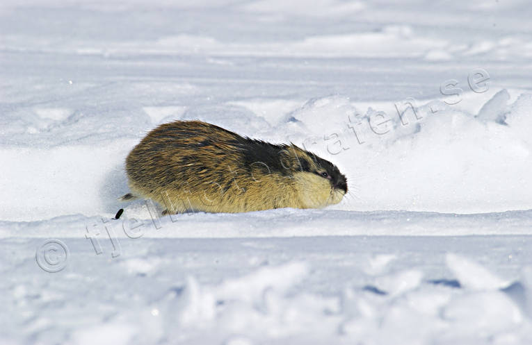 djur, dggdjur, fjllmmel, gnagare, lmmel, smgnagare, sn, vinter