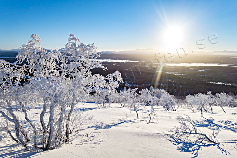 Fjällbjörkar på Välliste dimfrost, fjäll, fjällbjörkar, frostig, frostigt, januarisol, Jämtland, Landskap, motljus, Ottsjön, rimfrost, sol, vinter, vinterfjäll, vintersol, välliste