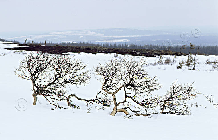Fjällbjörkar på kalfjället biotop, biotoper, björk, björkar, fjäll, fjällbjörk, fjällbjörkar, fjällen, kalfjäll, natur, Oviksfjällen, vindpinad, vresig, vresiga, vresigt