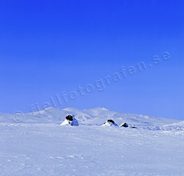 Fjällfjällen fjäll, fjällfjällen, Landskap, lappland, vinter