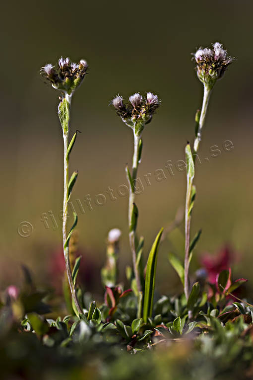 Fjällkattfot biotop, biotoper, blommor, fjäll, fjällandskap, fjällblomma, fjällblommor, fjällen, fjällkattfot, natur, Padjelanta, Padjelanta Nationalpark, sårjusjaure, växter