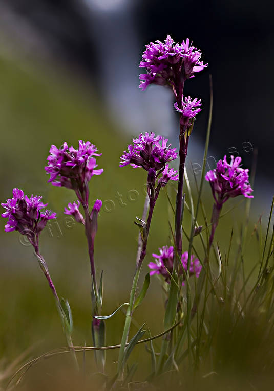 Fjällnejlika biotop, biotoper, blommor, fjäll, fjällblomma, fjällblommor, fjällen, fjällnejlika, natur, röd, viscaria alpina, växter
