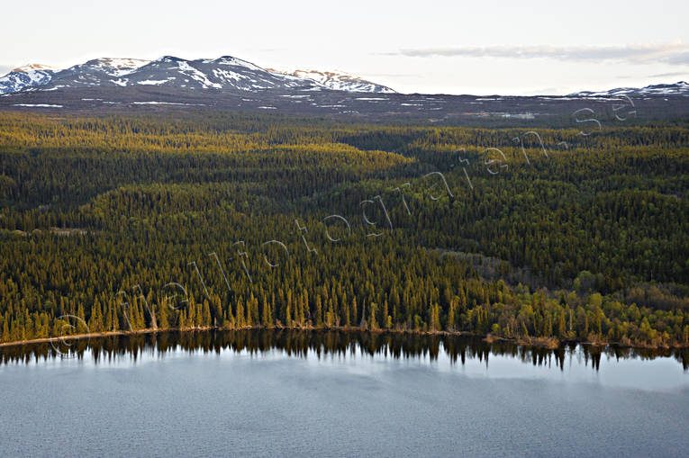 Fjällnära skog Bunnerfjällen, Bunnerviken, drönarbilder, drönarfoto, fjällnära, fjällskog, flygbild, flygbilder, Flygfoto, flygfoton, Jämtland, Landskap, skog, sommar, Ånnsjön