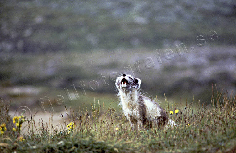 Fjällräv som ylar djur, däggdjur, fjällräv, fjällrävlya, räv, rävlya, tik, yla, ylar