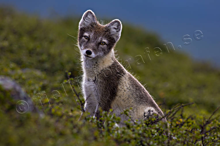 Fjällrävstik djur, däggdjur, fjäll, fjällen, fjällnatur, fjällräv, lya, natur, räv, rävlya