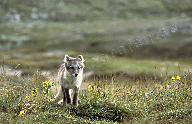 Fjällrävvalp vid lya djur, däggdjur, fjällräv, fjällrävvalp, lya, räv, rävlya, valp