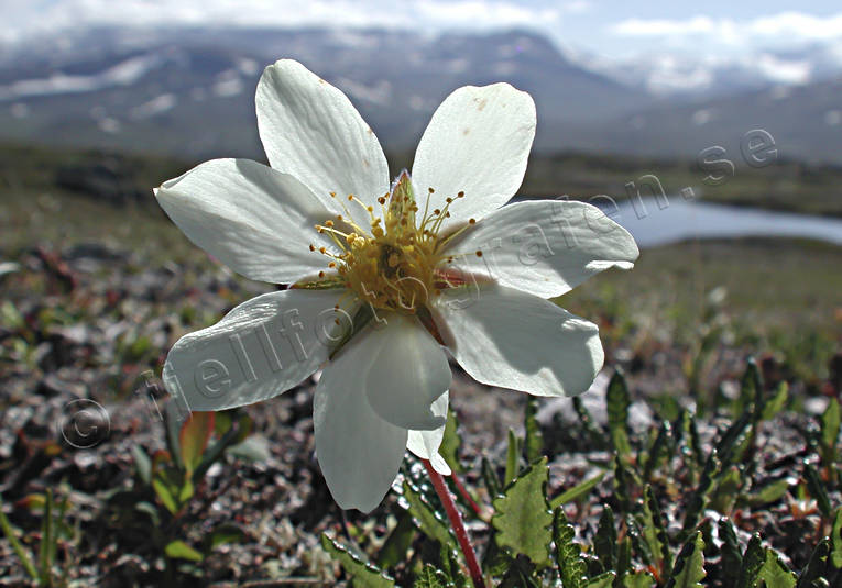 Fjällsippa biotop, biotoper, blommor, dryas octopetala, fjäll, fjällblommor, fjällen, fjällsippa, lappland, natur, Padjelanta, växter