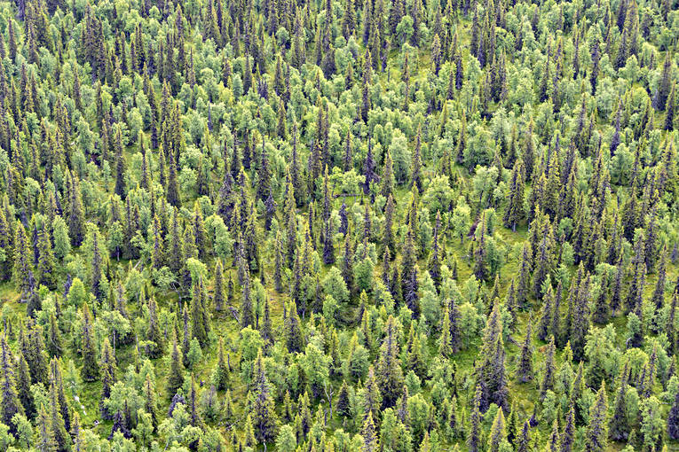Fjällskog Taiga Flygfoto blandskog, drönarbild, drönarbilder, drönarfoto, fjällskog, flygbild, flygbilder, Flygfoto, flygfoton, grön, lappland, natur, skog, sommar, taiga