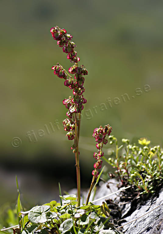 Fjällsyra biotop, biotoper, blommor, fjäll, fjällblomma, fjällblommor, fjällen, fjällsyra, natur, oxyria digyna, växter