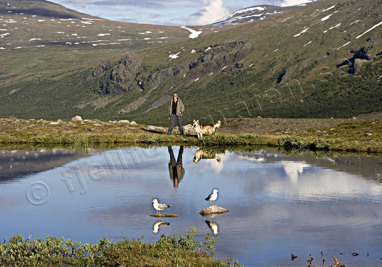 Fjälltjärn draghund, fiskmås, fjälltjärn, fjällvandrare, fåglar, hund, husky, Kebnekaise, lappland, natur