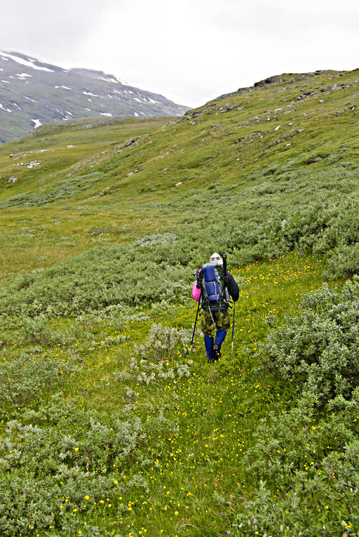 Fjällvandrare i Padjelanta fjällvandrare, fjällvandring, fjälläng, grönt, nationalpark, Padjelanta, sommar, stavgång, äventyr
