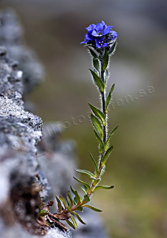Fjällveronika biotop, biotoper, blommor, fjäll, fjällblommor, fjällen, fjällnatur, fjällveronika, natur, växter