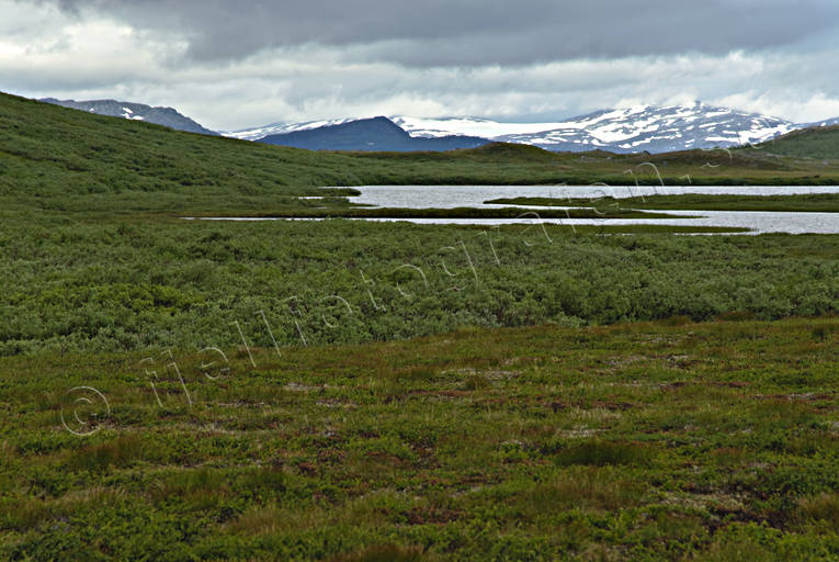Fjällvidder i Padjelanta Landskap, lappland, nationalpark, Padjelanta, sommar