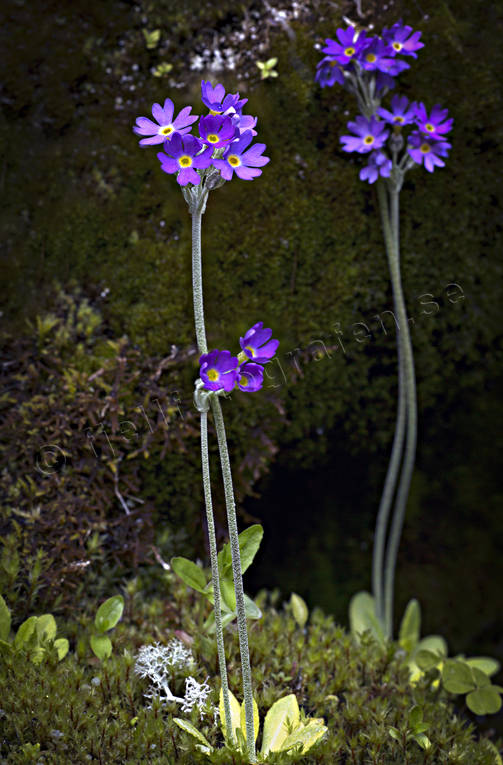 Fjällviva 2 biotop, biotoper, blommor, fjäll, fjällblomma, fjällblommor, fjällen, fjällviva, natur, primulacae scandinavia, växter