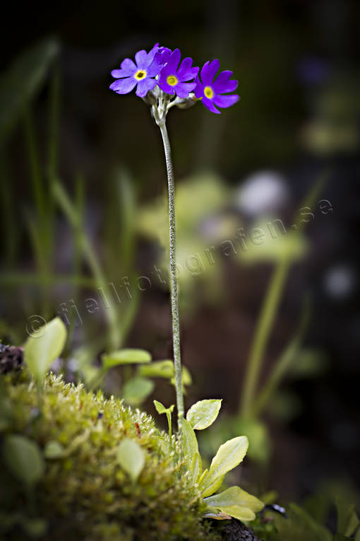 Fjällviva biotop, biotoper, blommor, fjäll, fjällblomma, fjällblommor, fjällen, fjällviva, natur, primulacae scandinavia, växter