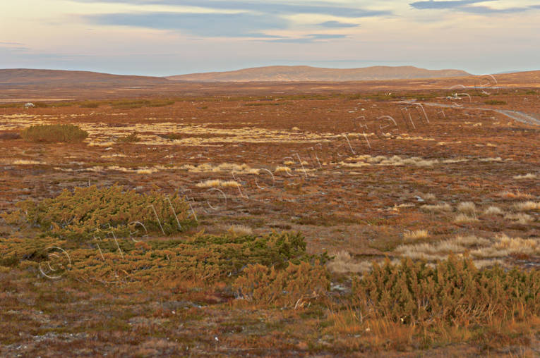 fjll, fjllhed, Flatruet, Hrjedalen, hst, Landskap, rstid, rstider