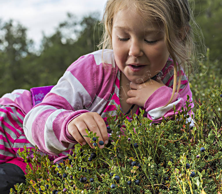 biotop, biotoper, bl, blbr, blbrsplockning, blbrsris, br, brplockning, flicka, hst, hstfrger, natur, skog, skogar, skogsbr, skogsmark, rstid, rstider