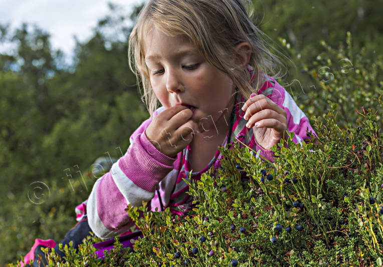 biotop, biotoper, bl, blbr, blbrsplockning, blbrsris, br, brplockning, flicka, hst, hstfrger, natur, skog, skogar, skogsbr, skogsmark, rstid, rstider