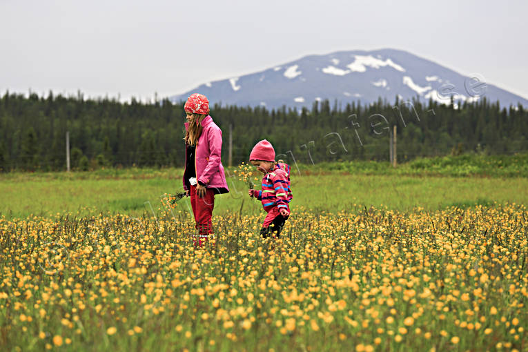 blombukett, blommor, blomster, flicka, flickor, midsommar, midsommarblomster, midsommarfirande, nutid, sommar, sommarng, rstid, rstider, ng