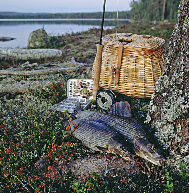Flugfiskade harrar i kvällsljus fiske, flugfiske, harr, kvällsljus, Landsomsjön, sportfiske