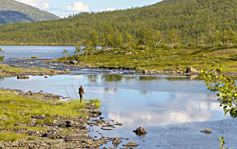 Flugfiske i Lappland drömfiske, fiskare, fjällfiske, flugfiske, lappland, sommarfiske, sportfiskare, sportfiske