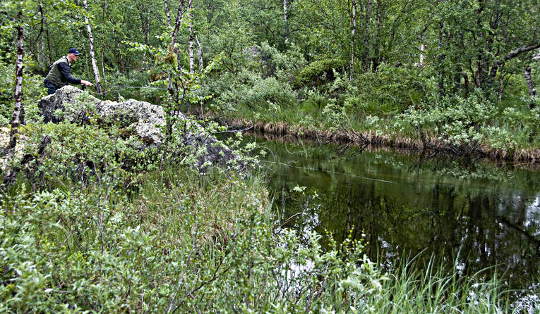 Flugfiske i bäck bäckfiske, bäckmete, fiske, flugfiske, smygfiske, sportfiske