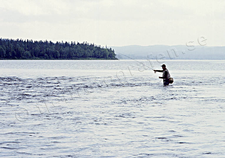 Flugfiske vid Gevsjöströmmen fiske, flugfiske, Gevsjön, Gevsjöströmmen, sportfiske