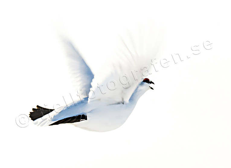Flygande fjällripa FJÄLLEN, fjällripa, flygande, flyger, fredsduva, fågel, Jämtland, ripa, vit