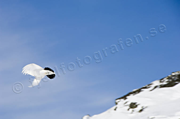 Flygande fjällripa djur, fjällripa, fjällripor, fåglar, kamouflage, ripa, ripor