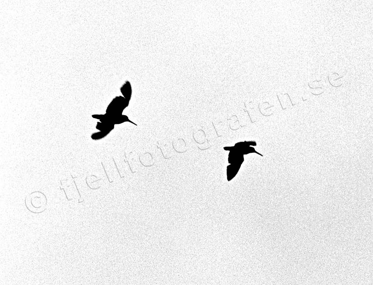 Flygande morkullor fåglar, jakt, morkulla, morkulljakt, sträck