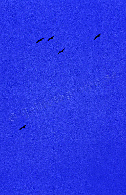 bl, djur, flyga, flyttfglar, fglar, himmel, trana, tranor